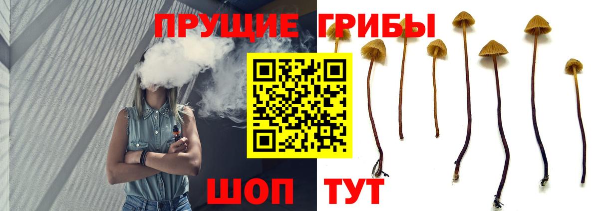Псилоцибиновые грибы GOLDEN TEACHER Ачхой-Мартан